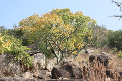 Hildegardia populifolia